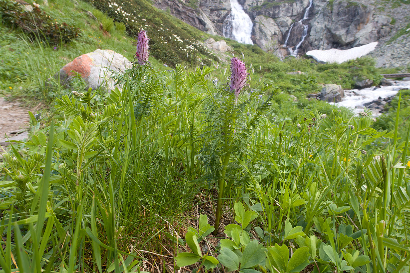 Image of Pedicularis atropurpurea specimen.