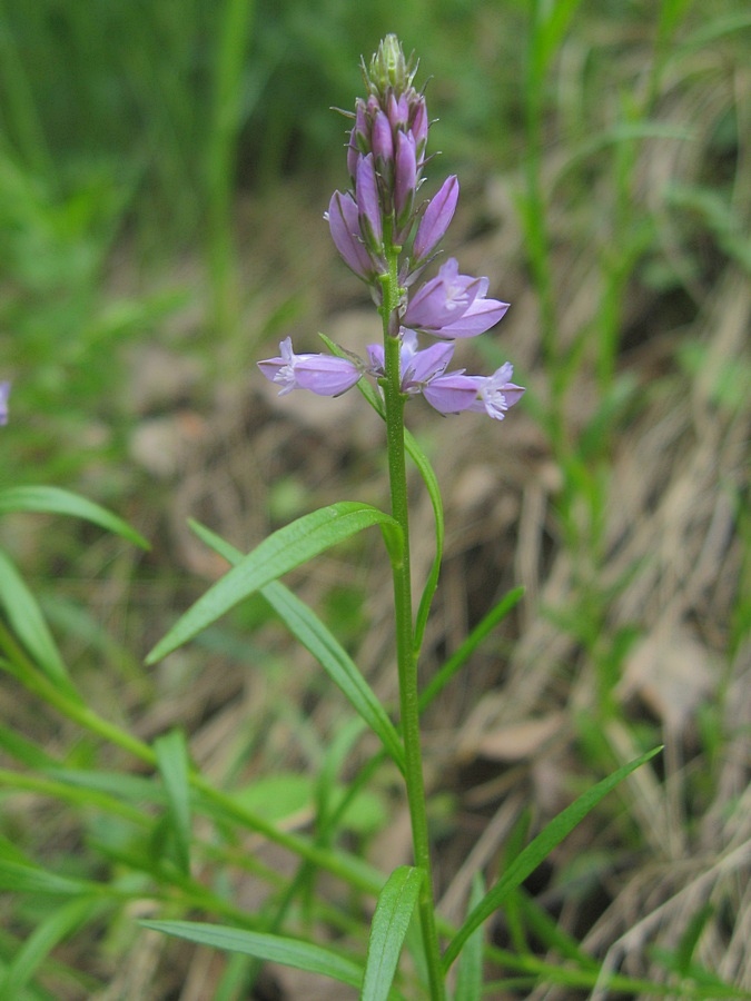 Image of Polygala comosa specimen.