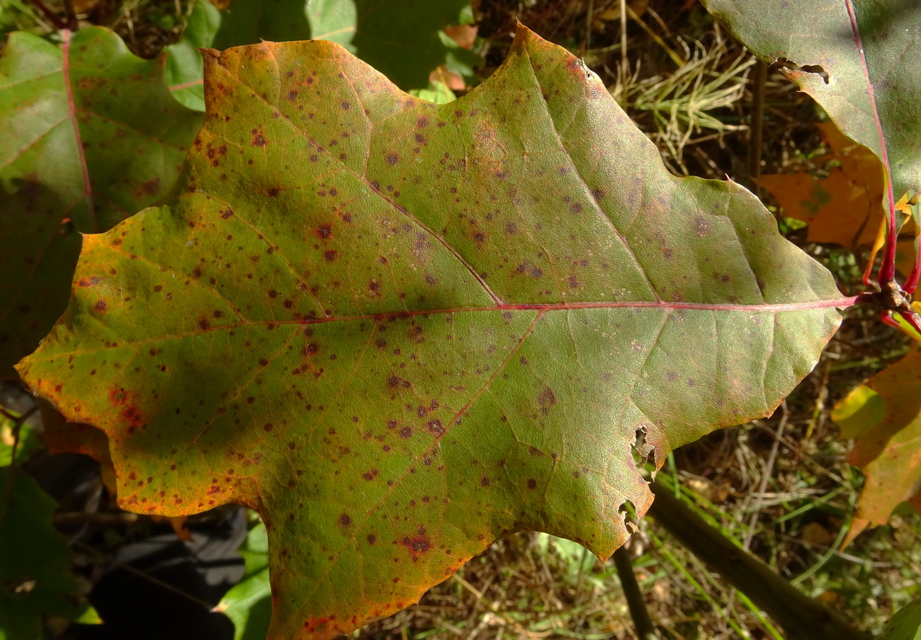 Image of Quercus rubra specimen.