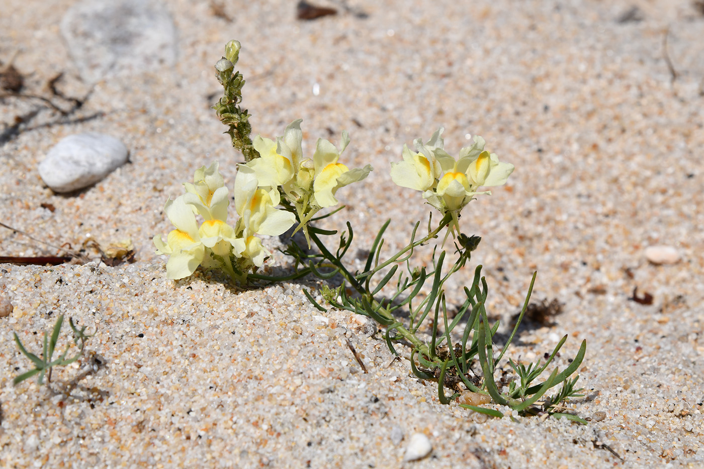 Изображение особи Linaria buriatica.