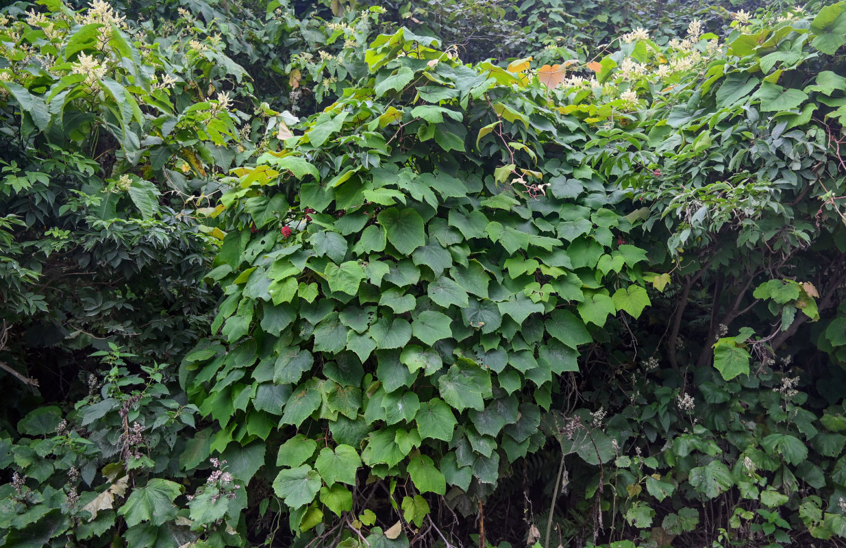 Image of Vitis coignetiae specimen.