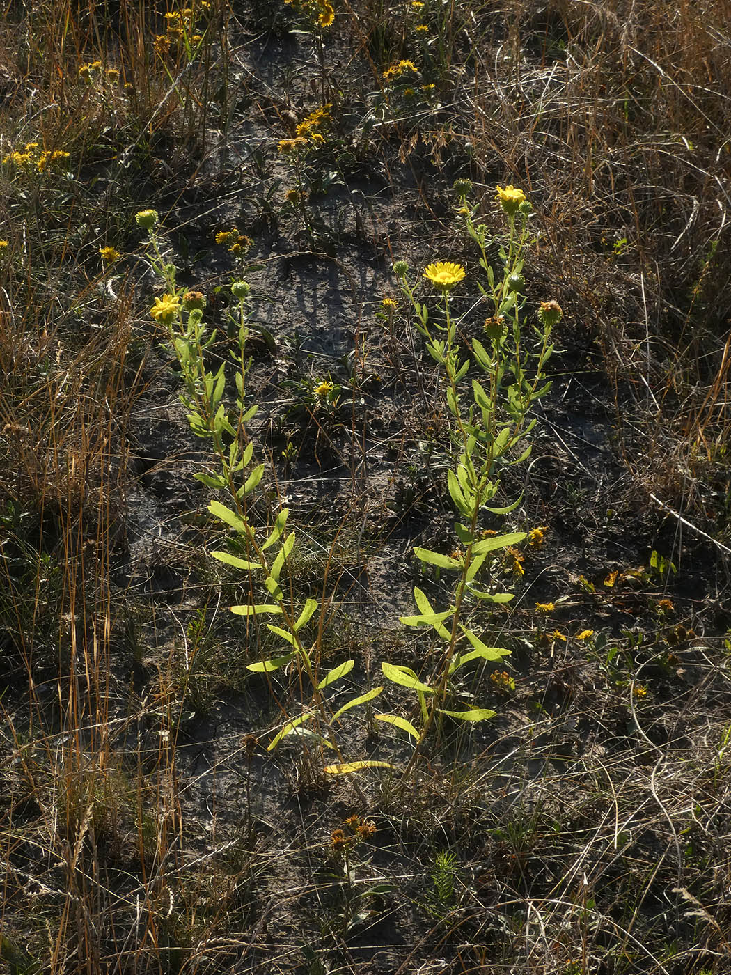 Изображение особи Grindelia squarrosa.