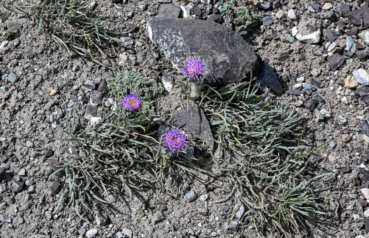 Изображение особи Saussurea leucophylla.