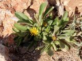 Смотреть изображение Asteriscus hierochunticus