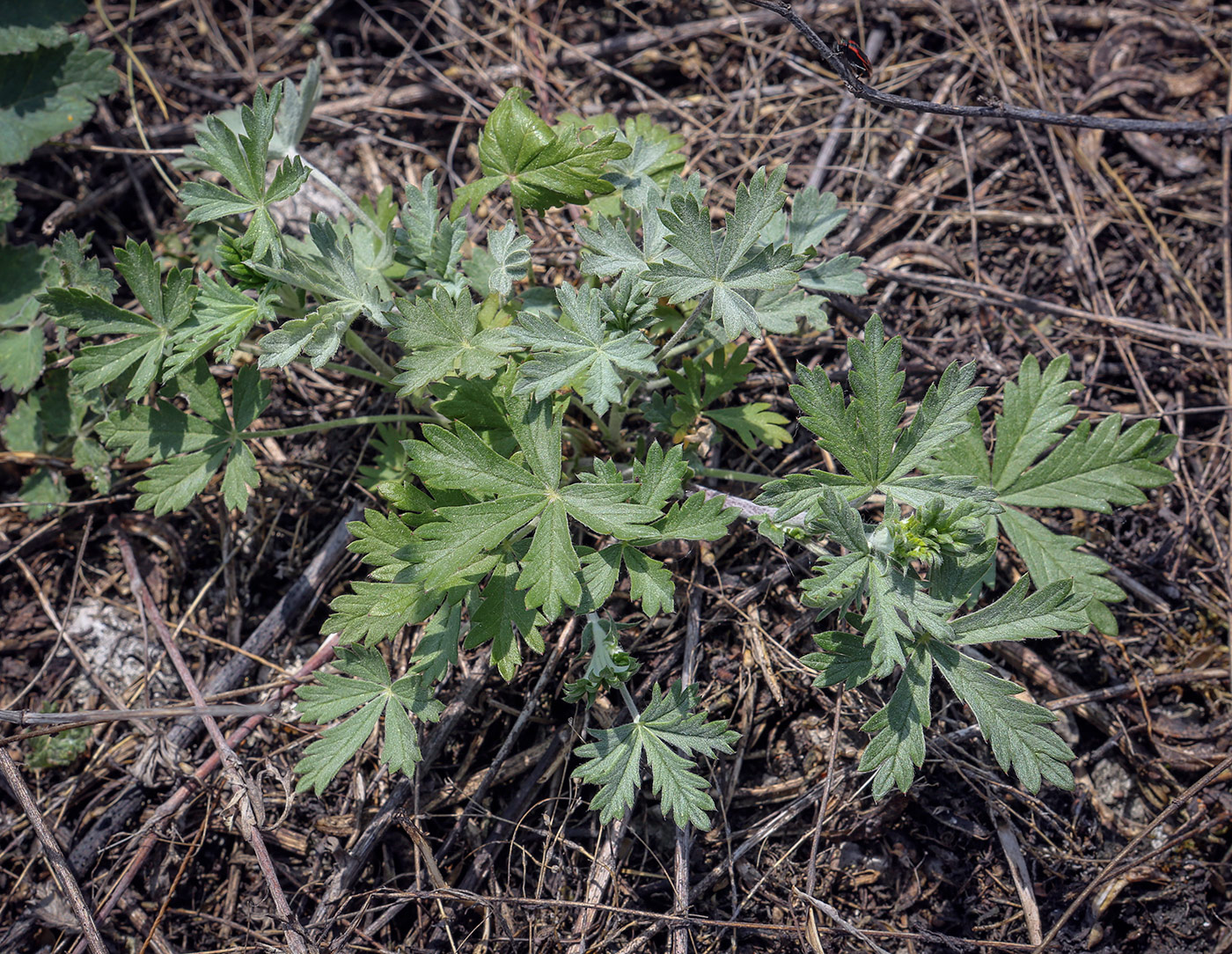 Image of Potentilla argentea specimen.