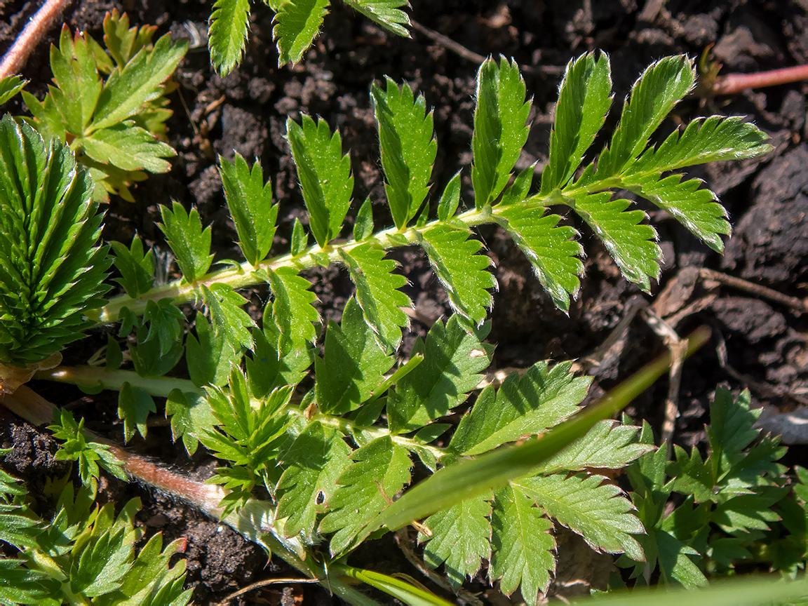 Image of Potentilla anserina specimen.