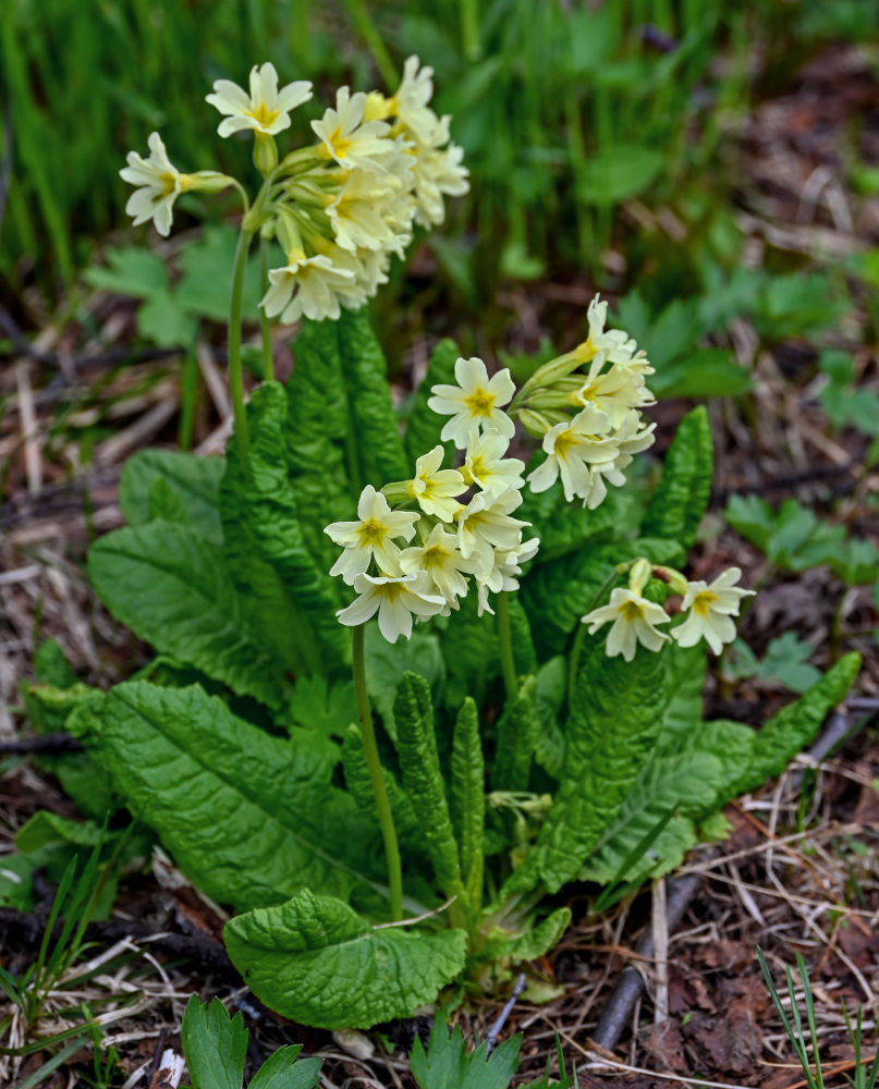 Изображение особи Primula pallasii.