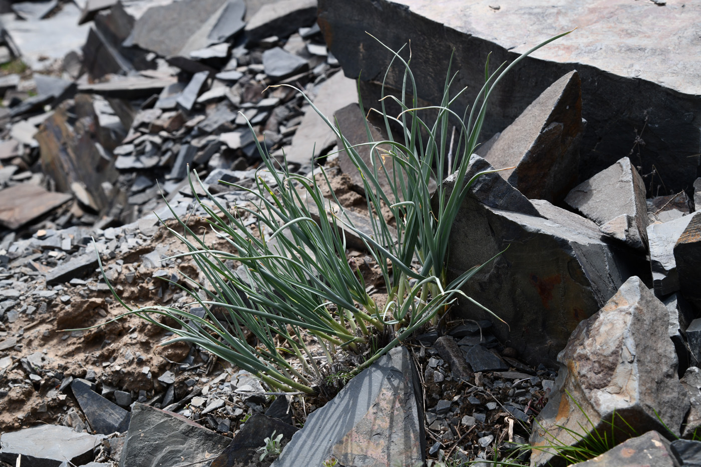 Image of Allium trachyscordum specimen.