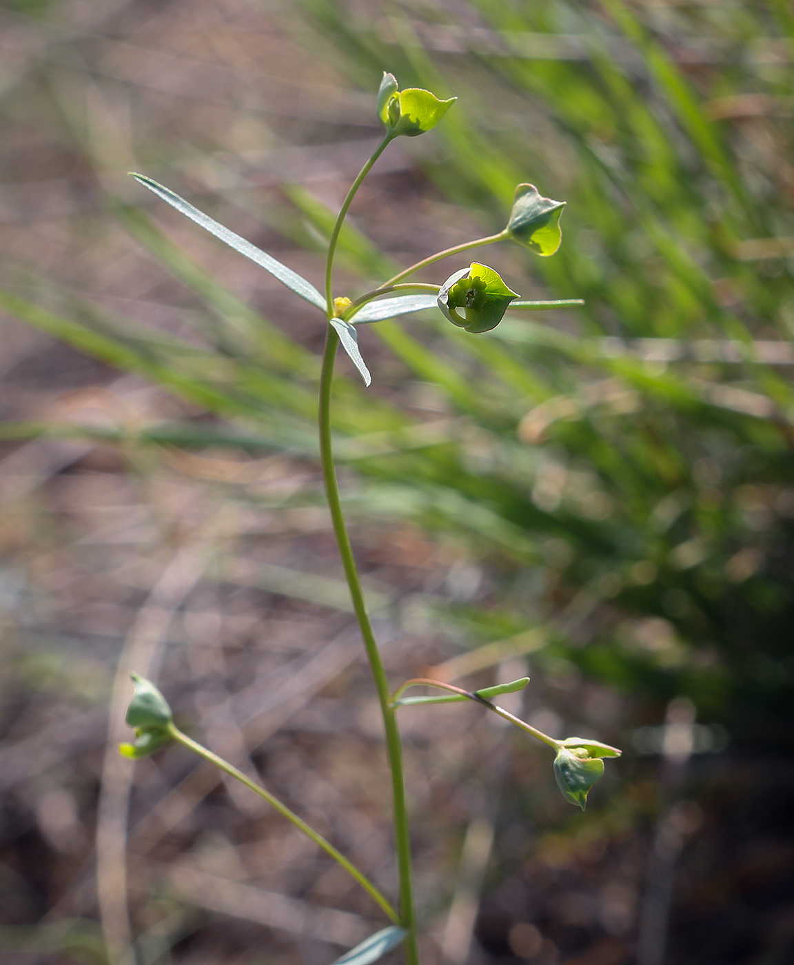 Image of Euphorbia subtilis specimen.