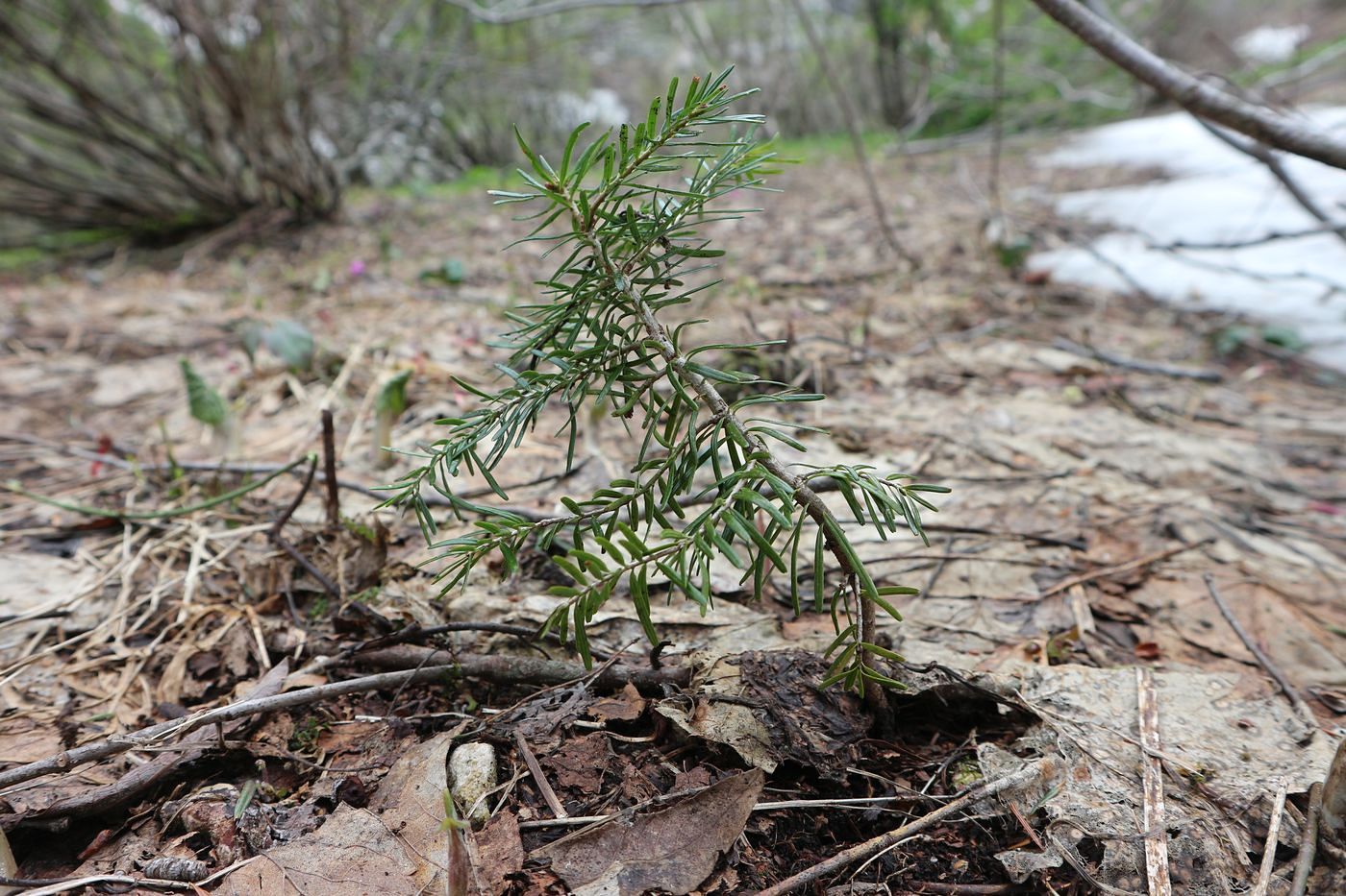 Image of Abies nordmanniana specimen.