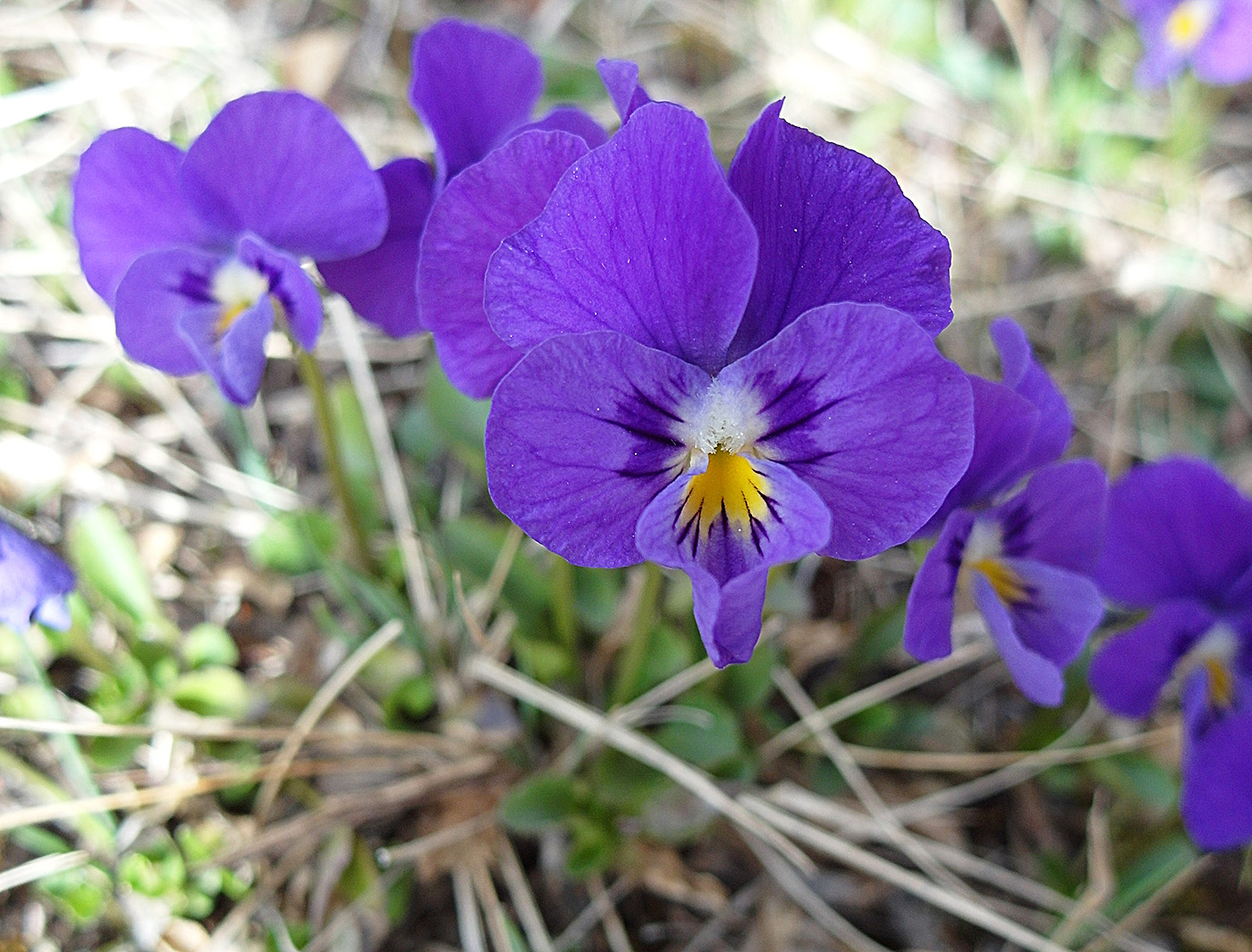 Image of Viola altaica specimen.