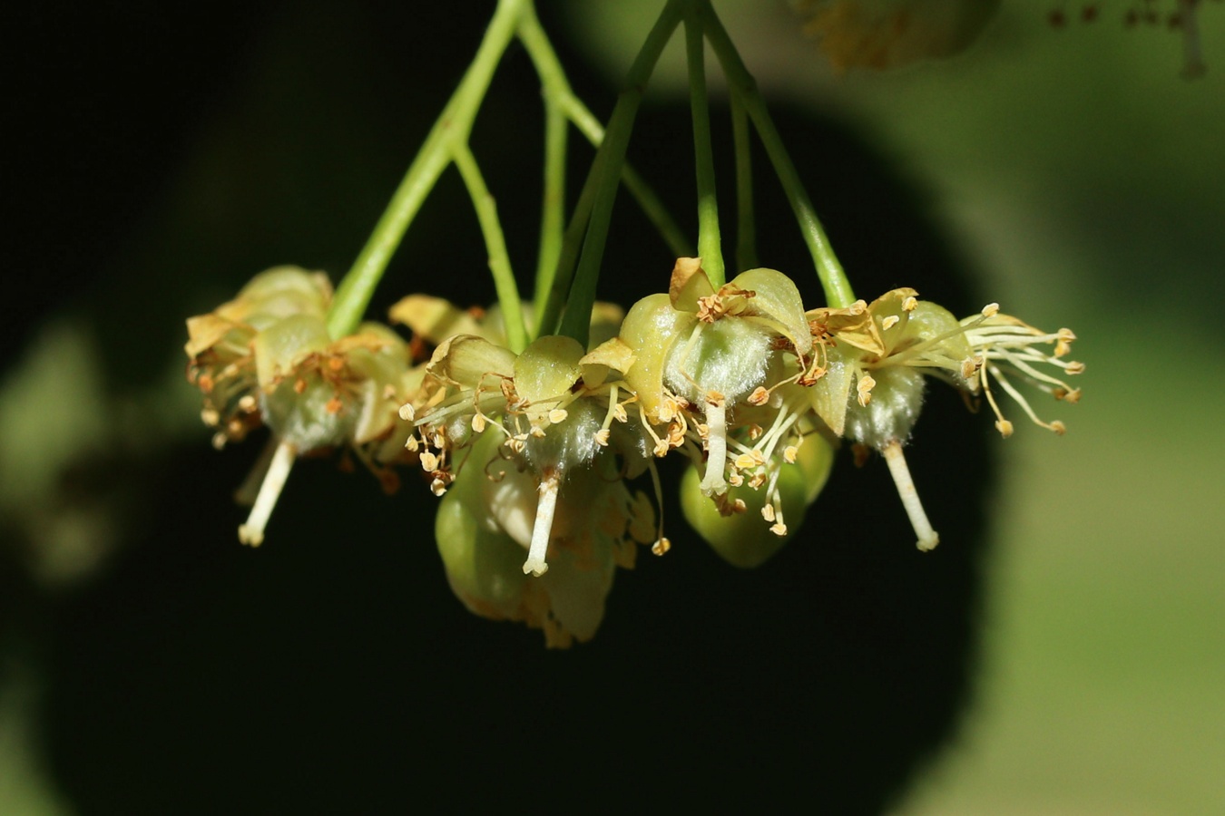 Image of genus Tilia specimen.