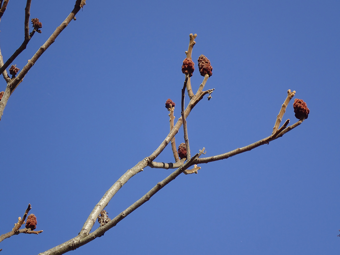 Изображение особи Rhus typhina.