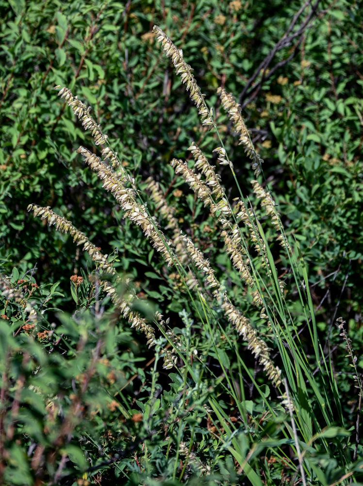 Image of Melica altissima specimen.