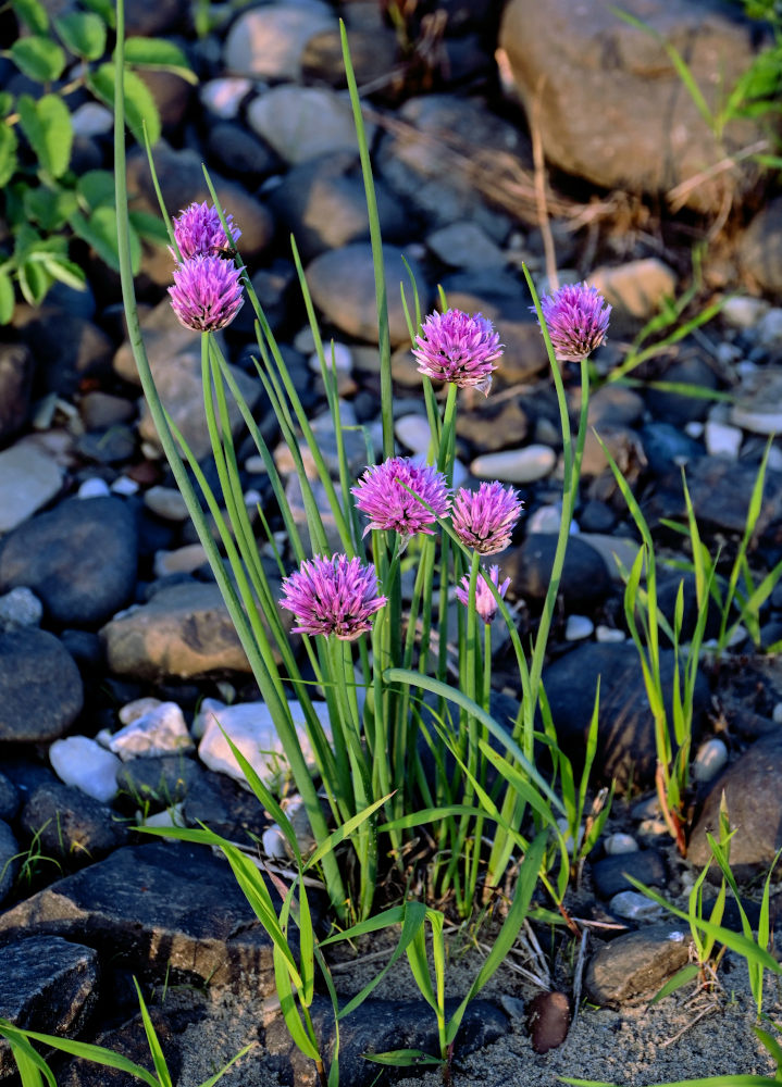 Изображение особи Allium schoenoprasum.