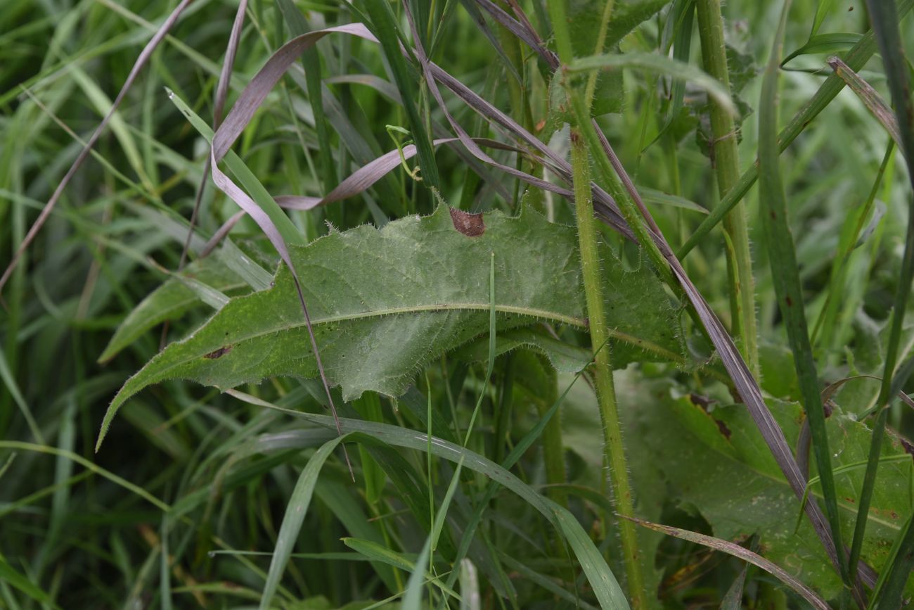 Image of Picris hieracioides specimen.