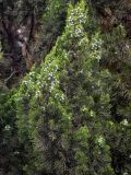 Juniperus chinensis. Верхушки ветвей с незрелыми шишкоягодами. Китай, провинция Шэньси, г. Сиань, в культуре. 10.06.2024.