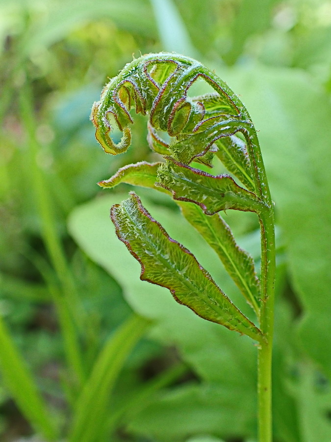 Изображение особи Onoclea sensibilis.