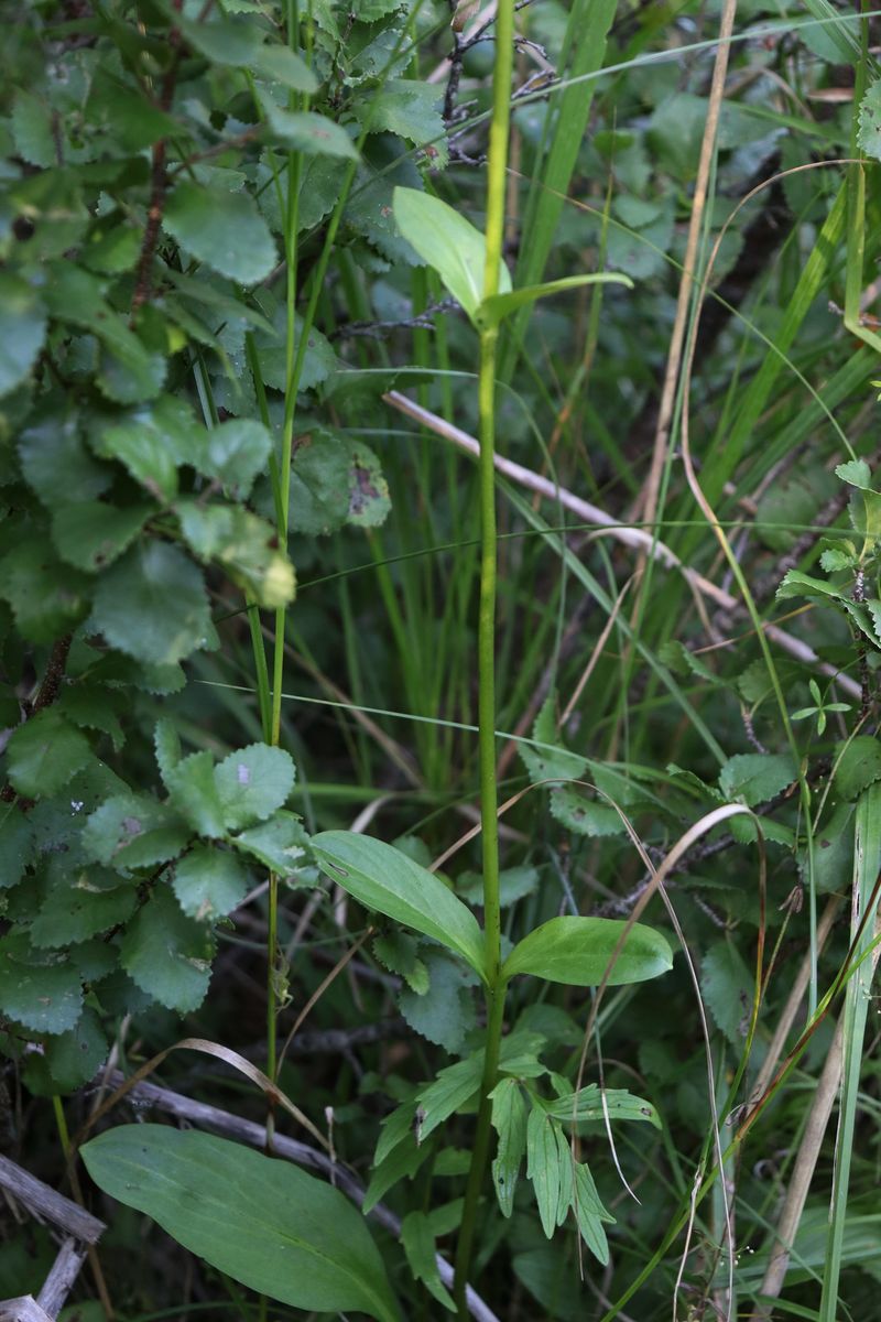 Image of Swertia perennis specimen.