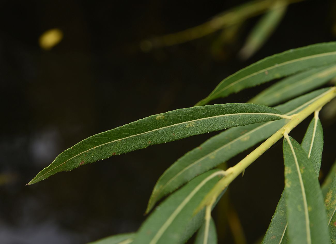 Image of genus Salix specimen.