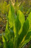 Cynoglossum officinale. Листья. Оренбургская обл., Переволоцкий р-н, Родничнодольский сельсовет, окр. с. Родничный Дол, степь. 6 сентября 2023 г.