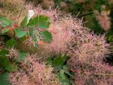 Cotinus coggygria. Верхушка плодоносящей ветви. Крым, Южный Берег, окр. пос. Сотера, обочина трассы Р29. 26.05.2024.