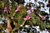 Bauhinia variegata. Часть ветви с цветками, бутонами и повреждёнными листьями. Индия, Дели, в культуре. 27.12.2014.