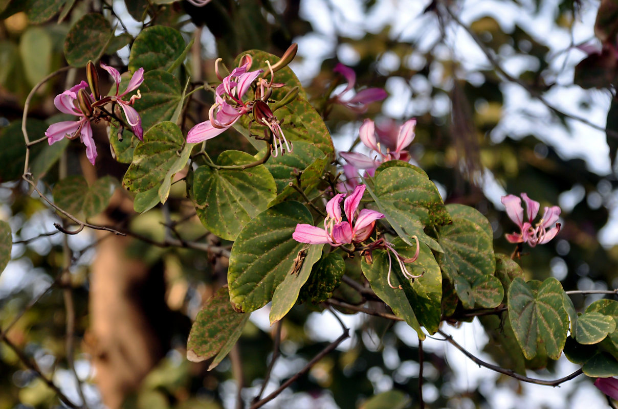 Image of Bauhinia variegata specimen.