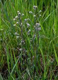 Erigeron acris. Верхушки цветущих растений. Московская обл., окр. г. Железнодорожный, долина р. Чёрная, залежь. 16.06.2024.