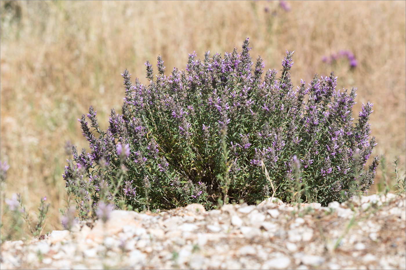 Изображение особи семейство Lamiaceae.