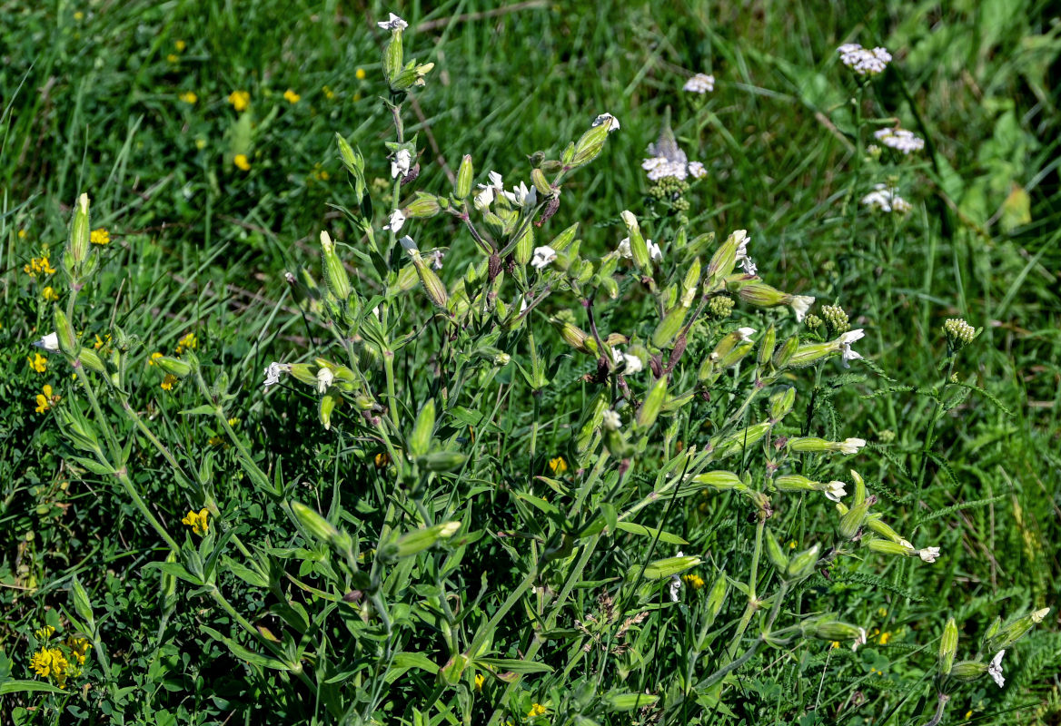 Image of Melandrium album specimen.