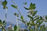 Calotropis gigantea. Побеги с цветками и плодами. Вьетнам, провинция Кханьхоа, южные окр. г. Нячанг, обочина дороги, бровка обрыва. 01.08.2024.