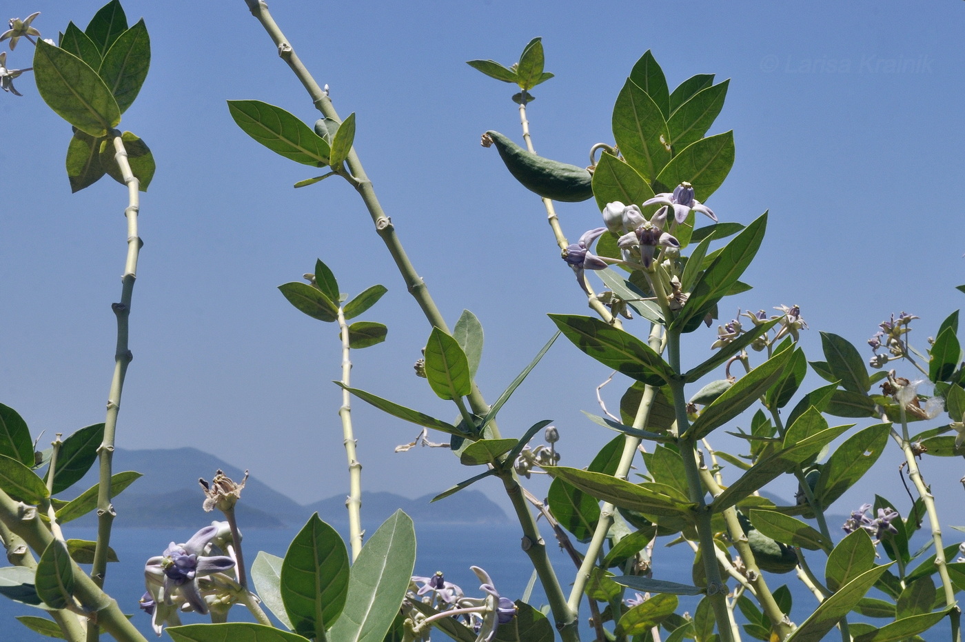 Изображение особи Calotropis gigantea.