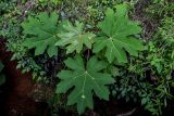 Tetrapanax papyrifer