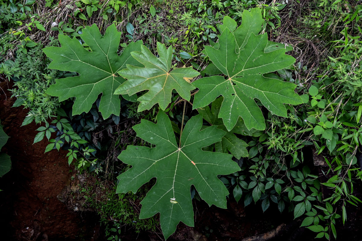 Image of Tetrapanax papyrifer specimen.