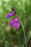 Gladiolus tenuis. Соцветие. Чечня, Шаройский р-н, окр. ур. Хиндушты, выс. 1950 м н.у.м., лиственный лес. 1 июля 2024 г.