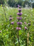 Phlomoides tuberosa