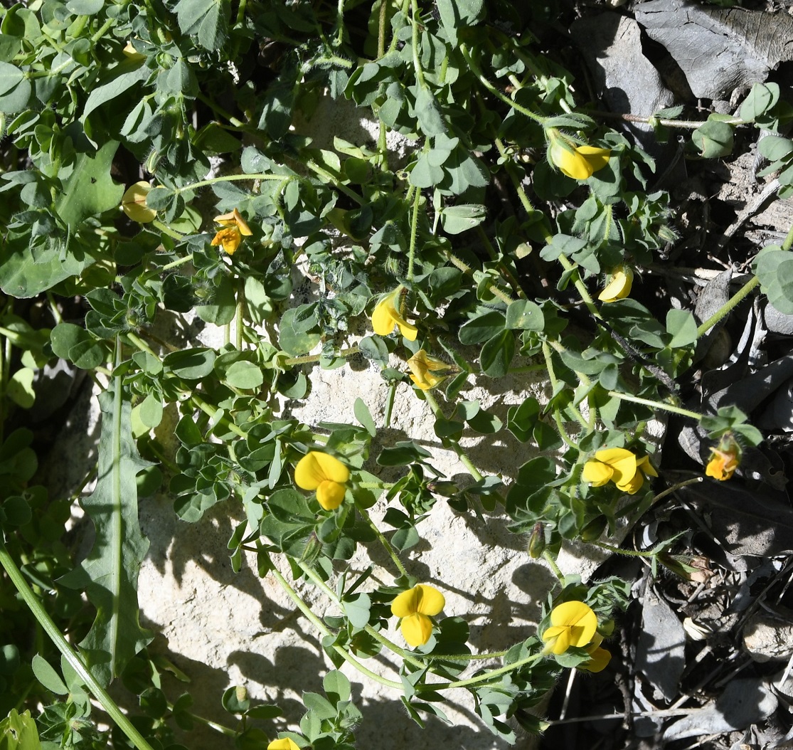 Изображение особи семейство Fabaceae.