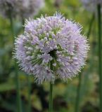 Allium nutans. Соцветие. Пермский край, г. Пермь, Кировский р-н, клумба. 03.08.2024.
