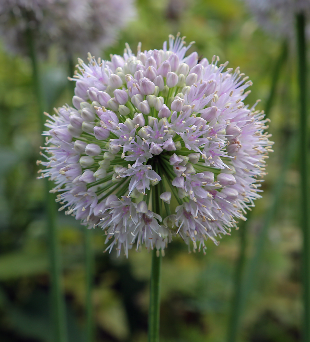 Image of Allium nutans specimen.