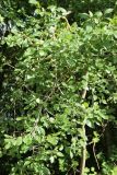 Rhamnus cathartica. Ветвь, поросшая лишайниками. Псковская обл., дер. Изборск, опушка леса по бровке склона, у дороги. 18.08.2024.