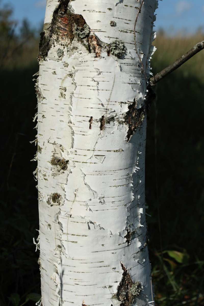 Image of Betula pendula specimen.