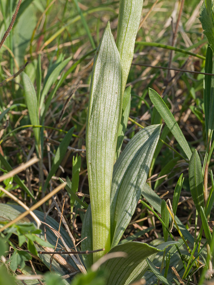 Image of Ophrys mammosa ssp. caucasica specimen.