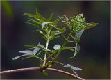 View full-size image Sambucus racemosa