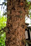 View full-size image Picea meyeri