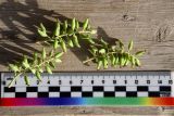 View full-size image Populus pruinosa