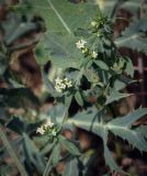 View full-size image Galium humifusum