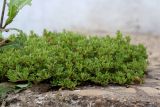 View full-size image Portulaca oleracea