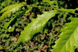 Смотреть изображение Quercus castaneifolia