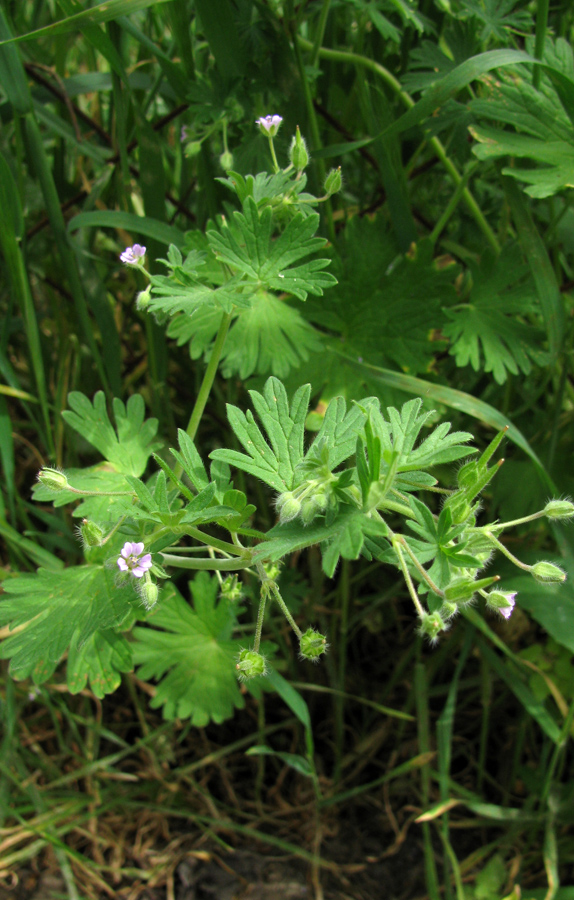 Image of Geranium pusillum specimen.